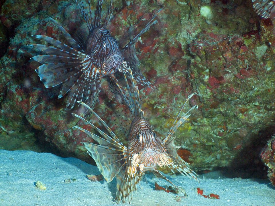 Lion Fish – NOAA Teacher at Sea Blog