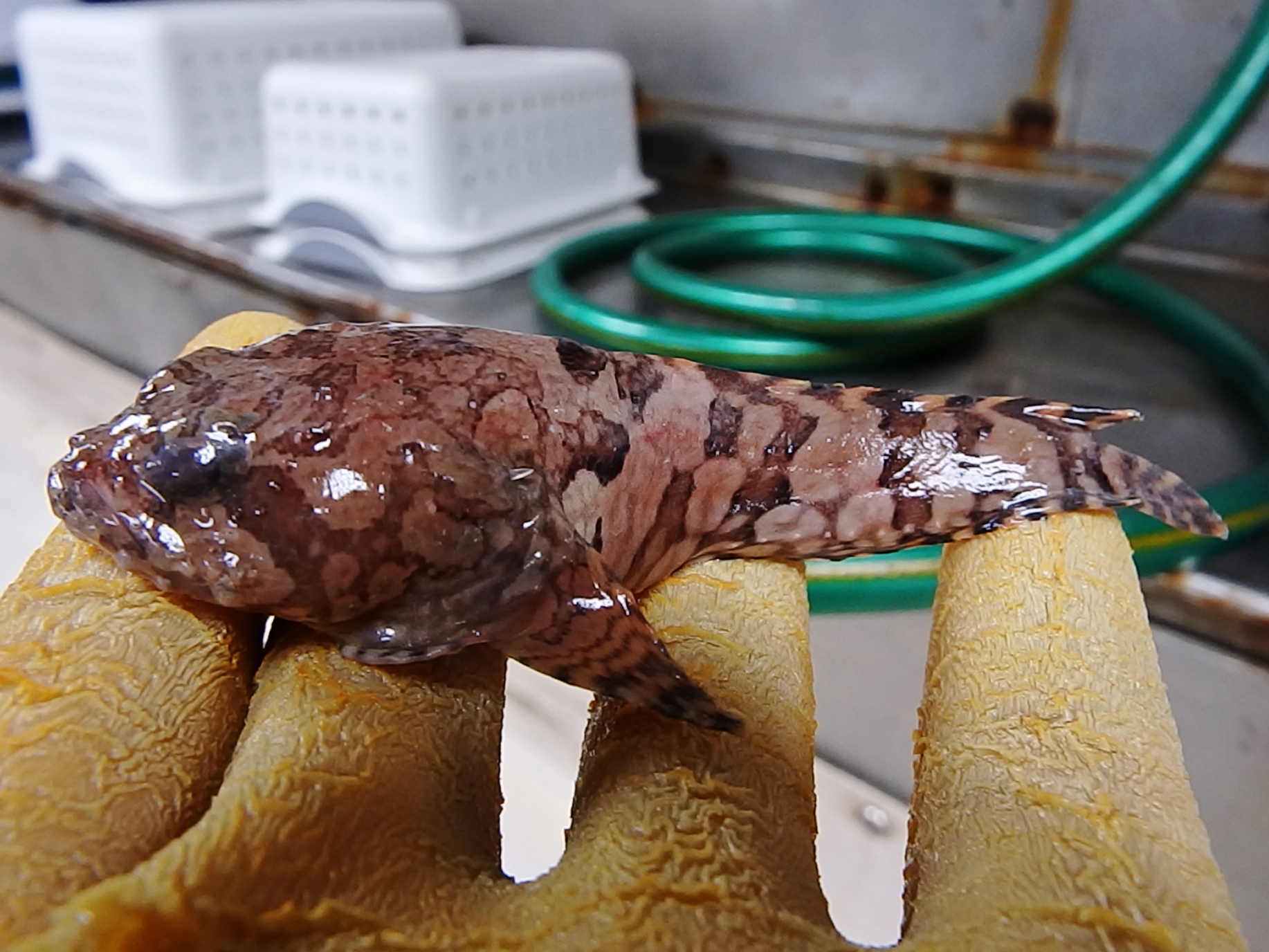 Oyser Toadfish (Opsanus tau) – NOAA Teacher at Sea Blog