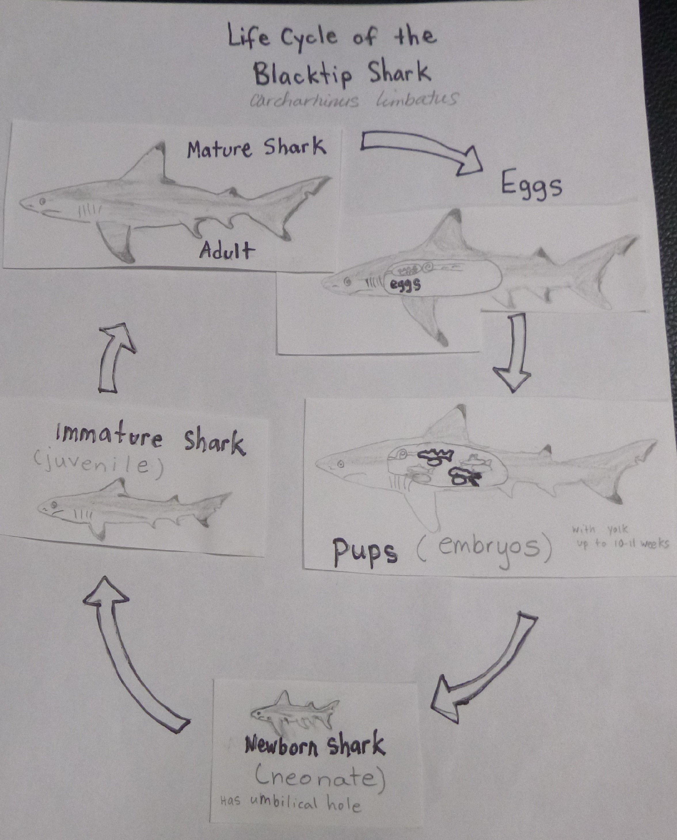 Hammerhead Shark Life Cycle Diagram